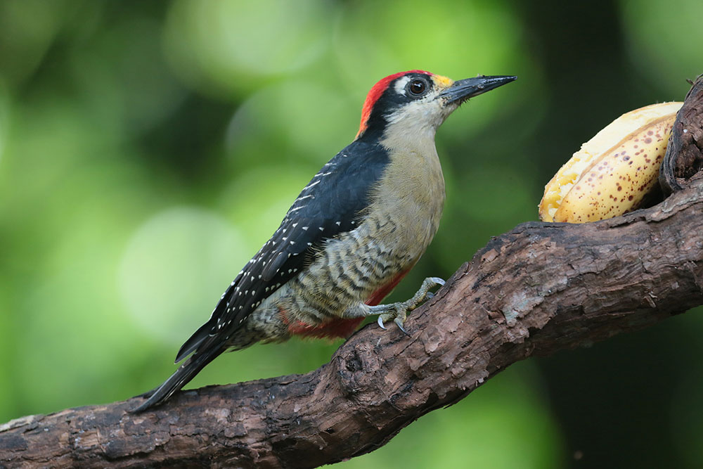 Black-cheeked Woodpecker